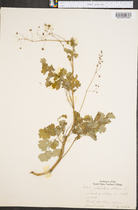 Thalictrum dioicum image