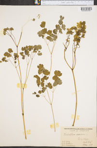 Thalictrum dioicum image