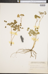 Thalictrum dioicum image