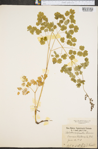 Thalictrum venulosum image