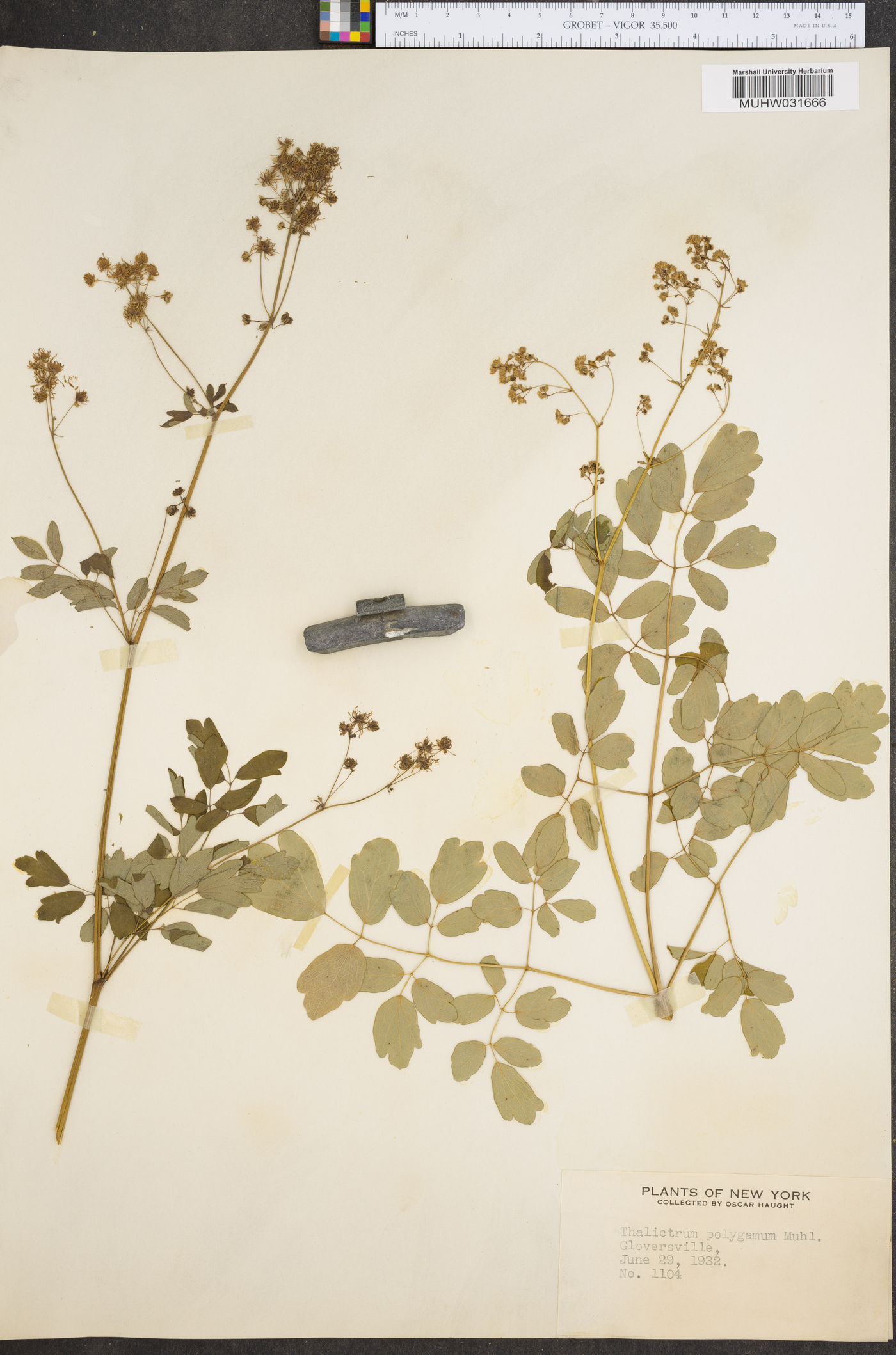 Thalictrum polygamum image