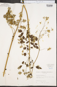 Thalictrum amphibolum image