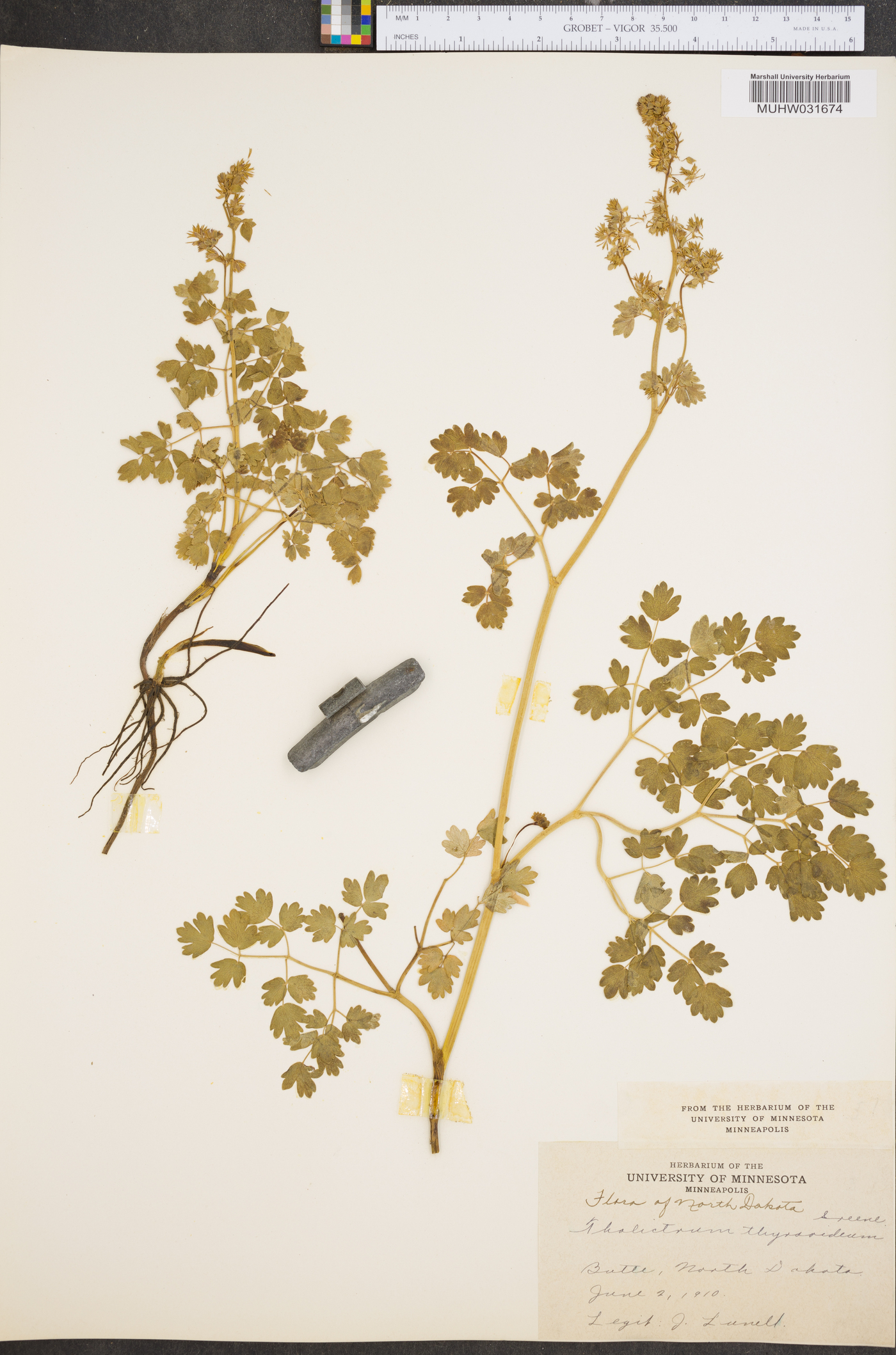 Thalictrum venulosum image
