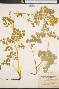 Thalictrum venulosum image