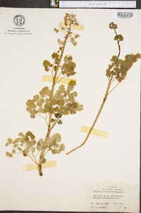 Thalictrum venulosum image