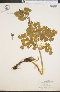 Thalictrum venulosum image