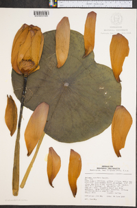 Nelumbo nucifera image