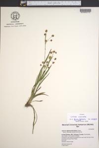 Luzula echinata image