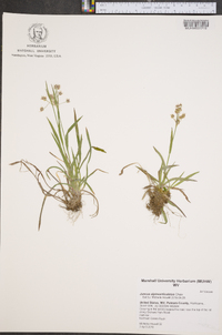 Juncus alpinoarticulatus image