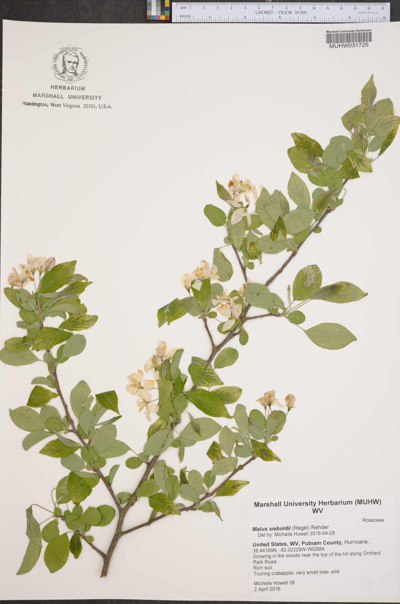 Malus sieboldii image