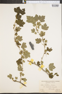 Ribes hirtellum var. calcicola image