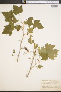 Ribes americanum image