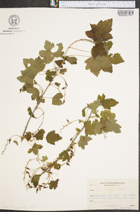 Ribes americanum image