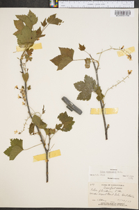 Ribes americanum image