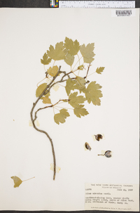 Ribes odoratum image