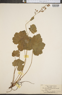 Heuchera pubescens image