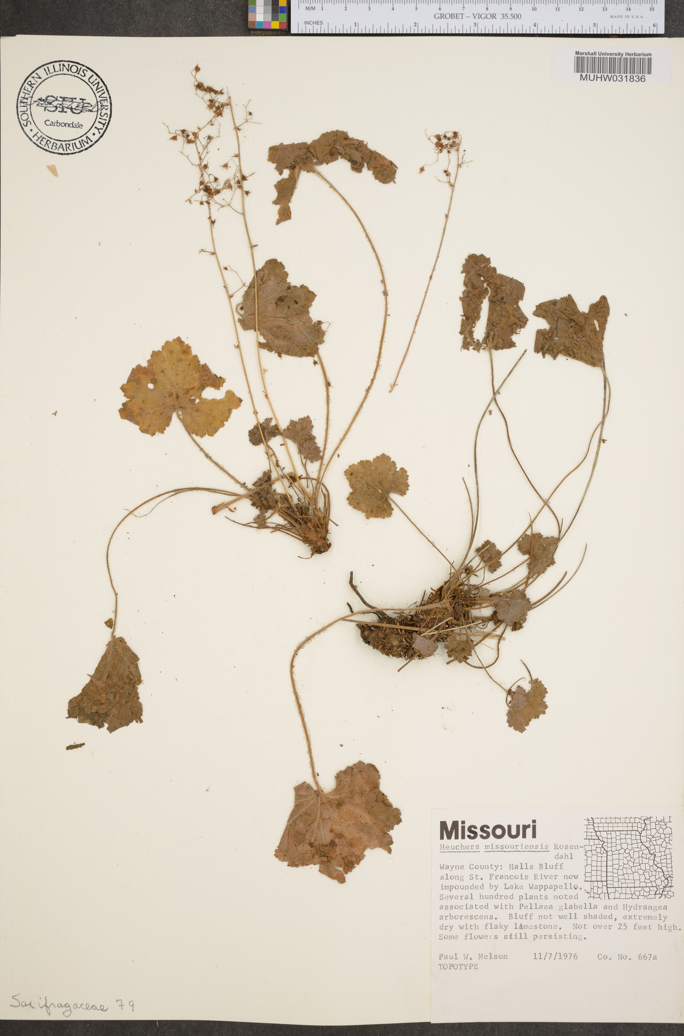 Heuchera missouriensis image