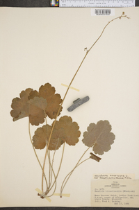 Heuchera americana image