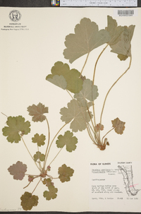 Heuchera americana var. hirsuticaulis image