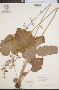 Heuchera americana image