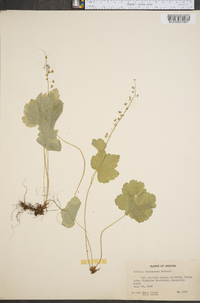 Mitella caulescens image