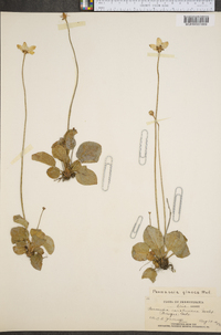 Parnassia glauca image