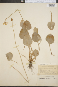 Parnassia glauca image