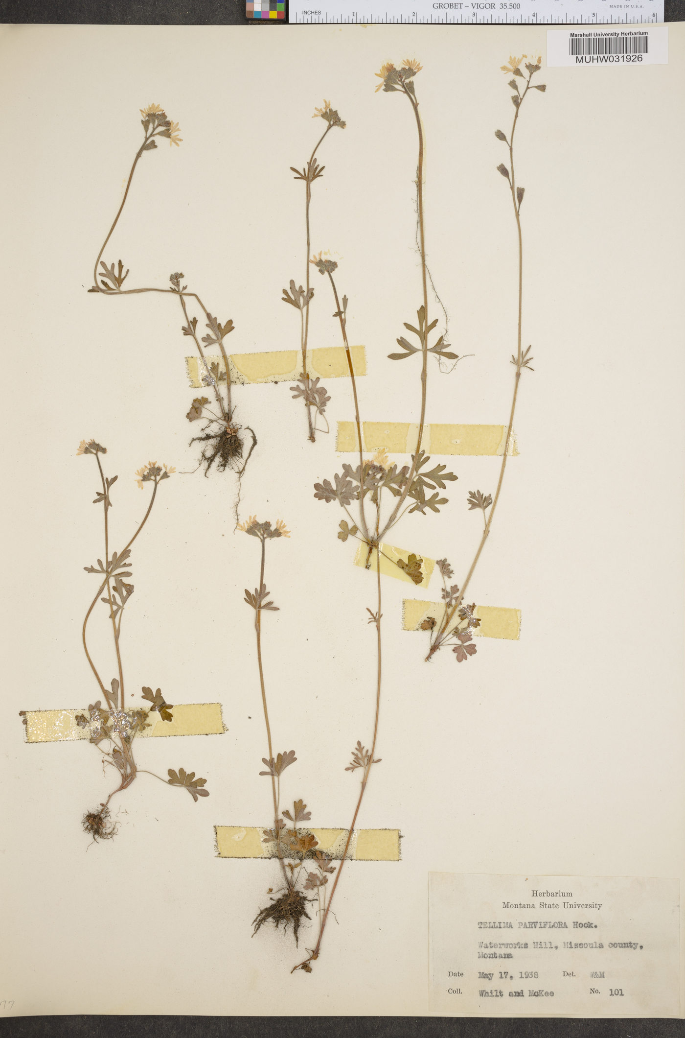 Tellima parviflora image