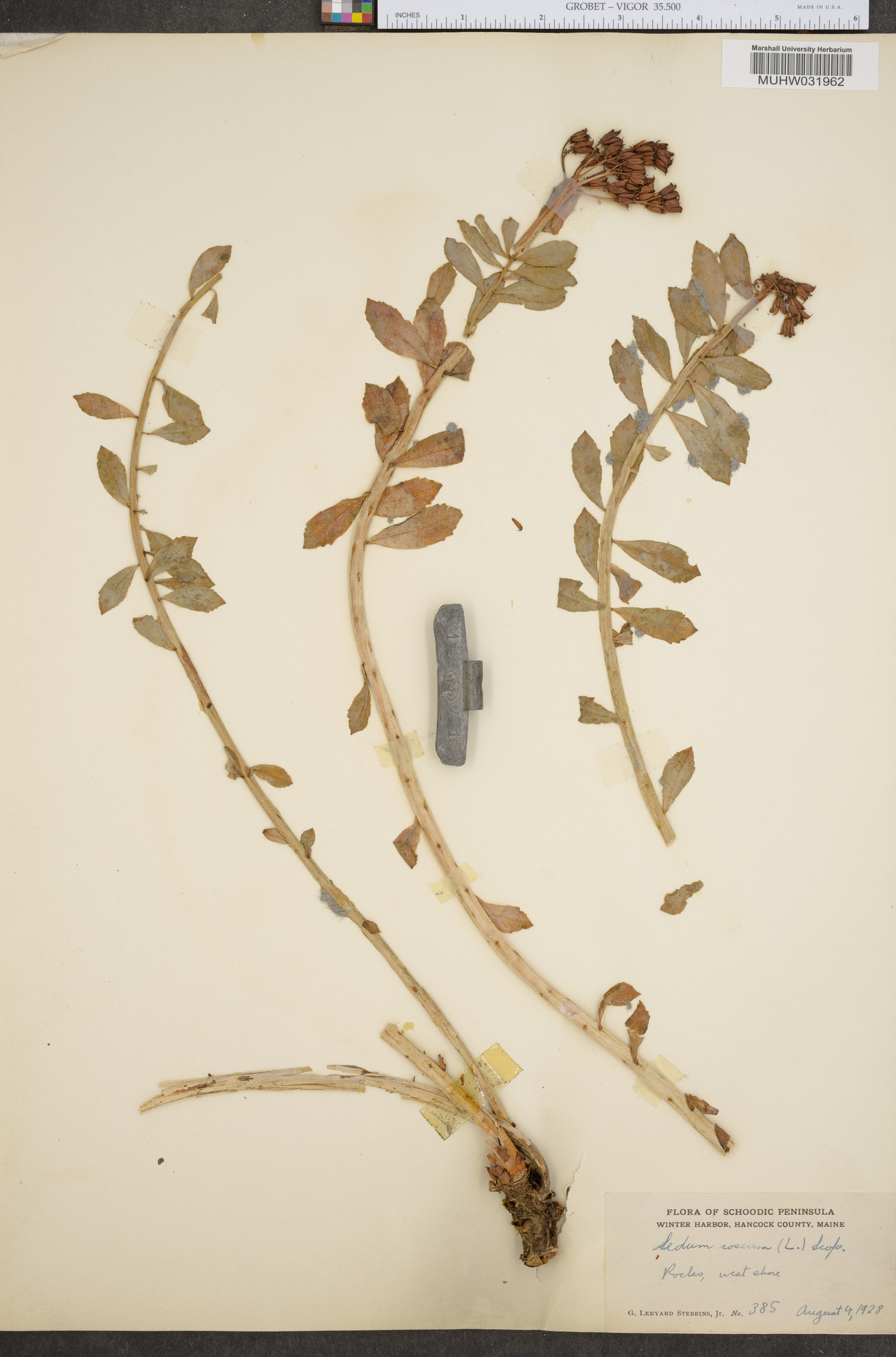 Sedum roseum image