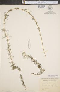 Myriophyllum sibiricum image