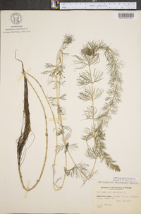 Myriophyllum sibiricum image