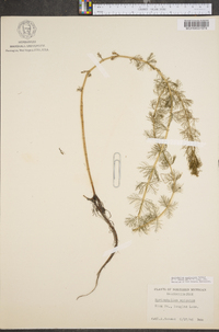 Myriophyllum sibiricum image