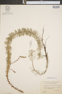 Myriophyllum heterophyllum image