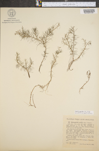 Myriophyllum humile image