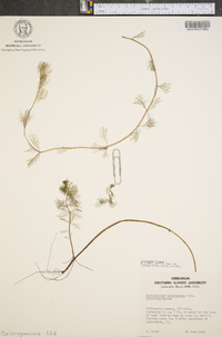 Myriophyllum spicatum image