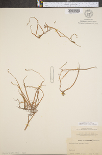 Myriophyllum tenellum image