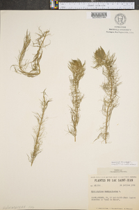 Myriophyllum verticillatum image