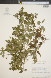 Ampelopsis arborea image