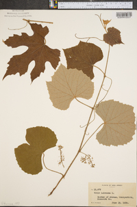 Vitis labrusca image