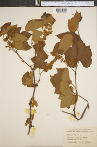 Vitis labrusca image