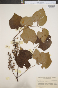 Vitis lincecumii image
