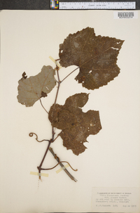 Vitis lincecumii image