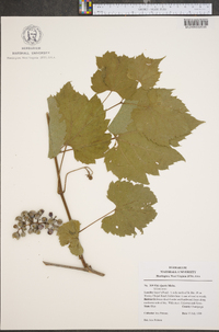 Vitis riparia image