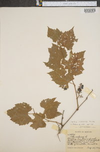 Vitis riparia image