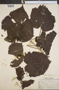 Vitis vulpina image