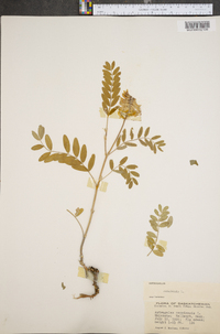 Astragalus canadensis image