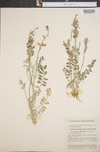 Astragalus minthorniae image