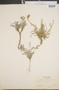 Astragalus missouriensis image