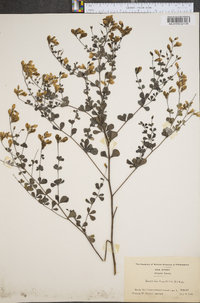 Baptisia tinctoria image