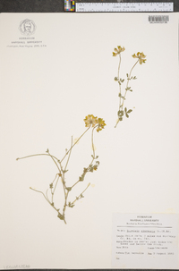 Baptisia tinctoria image